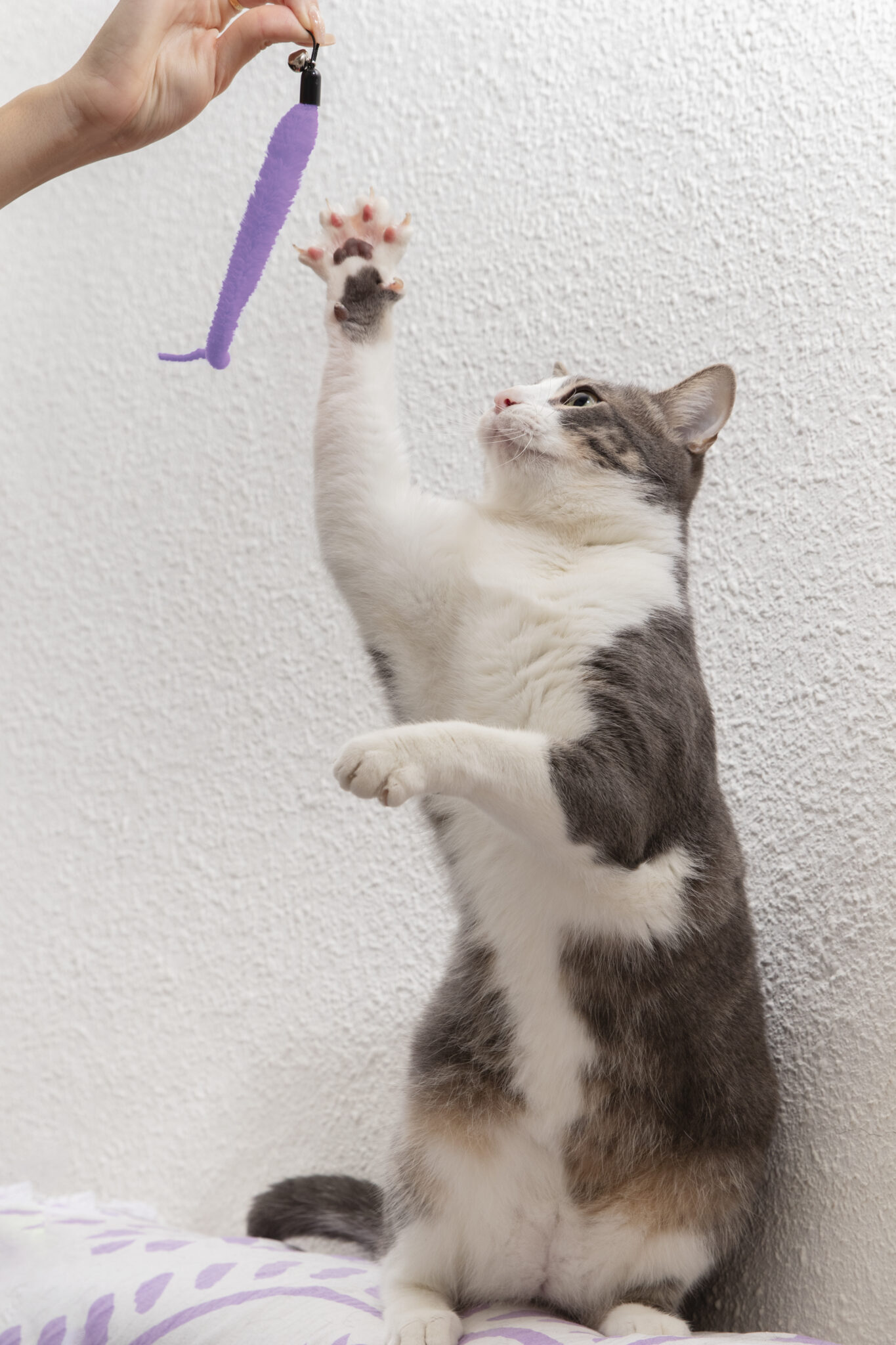 adorable-kitty-being-playful