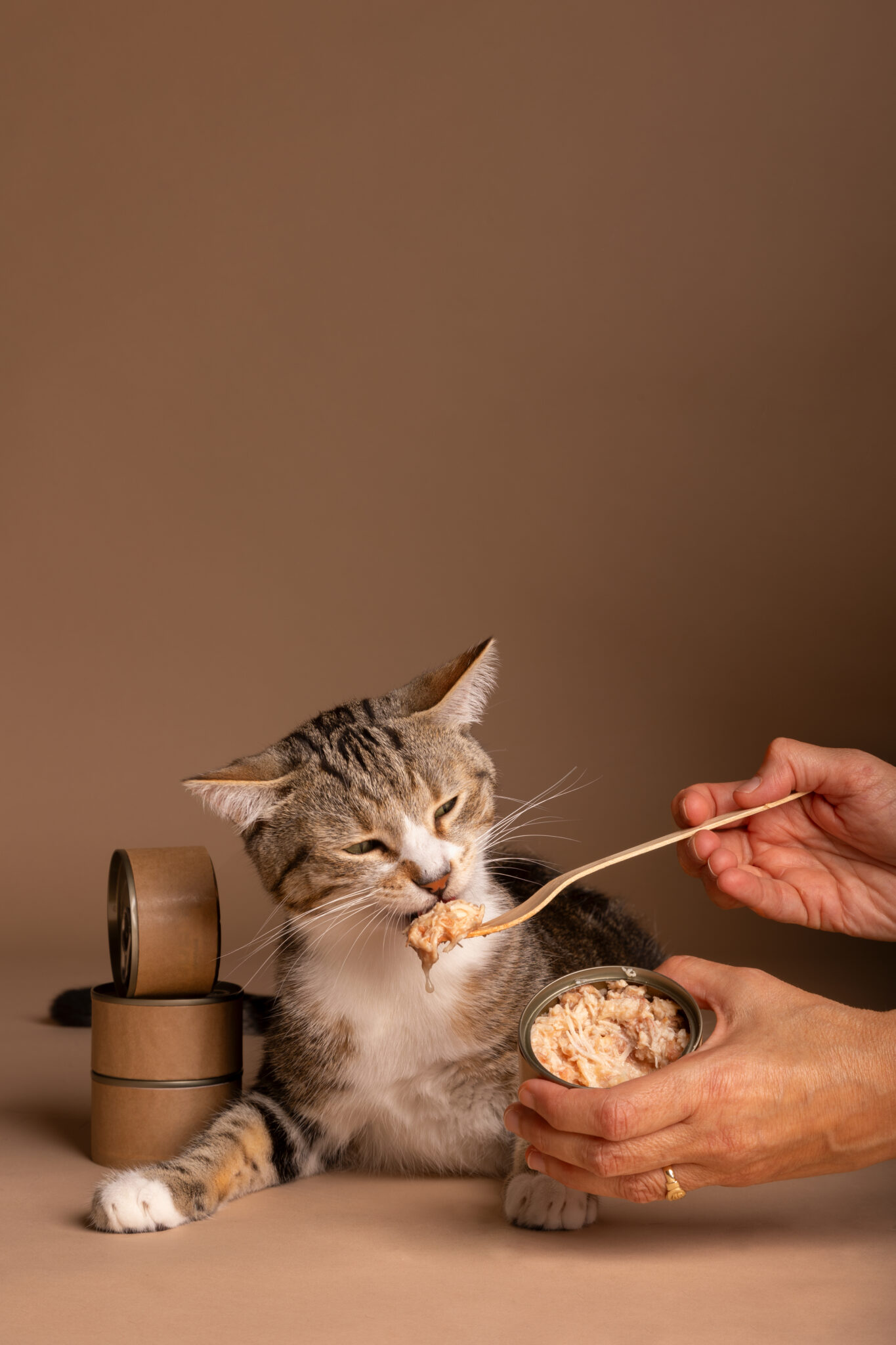 view-adorable-cat-eating-its-food